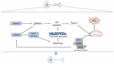 Axonal Degeneration in AD: The Contribution of Aβ and Tau